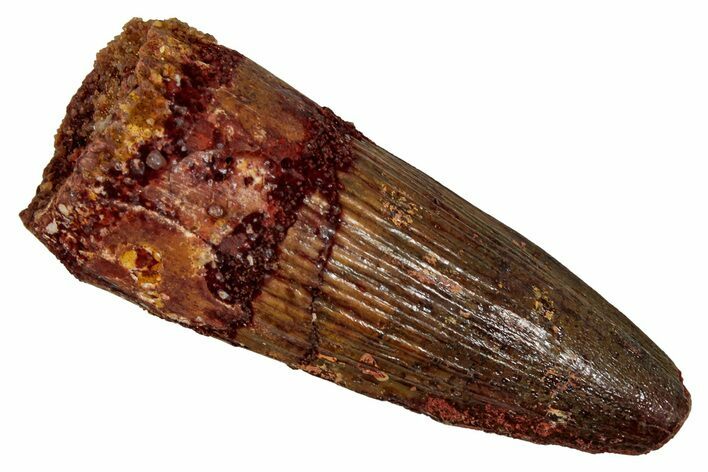 Fossil Spinosaurus Tooth - Real Dinosaur Tooth #344631
